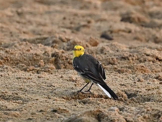 Citrine Wagtail - ML635503823