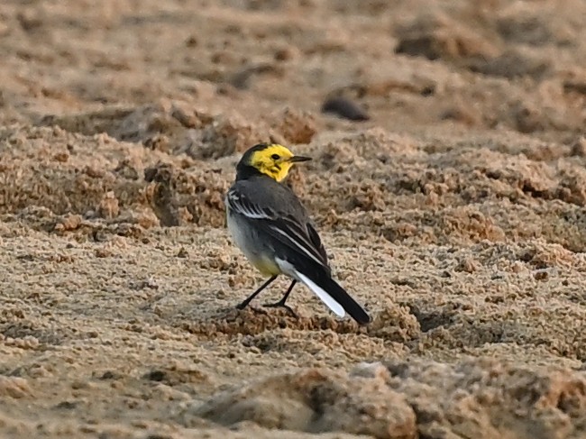 Citrine Wagtail - ML635503824