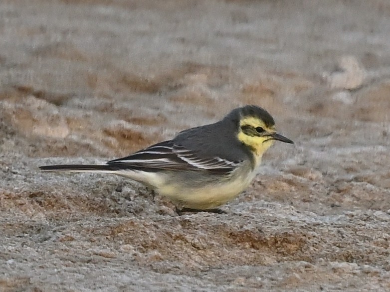 Citrine Wagtail - ML635503825