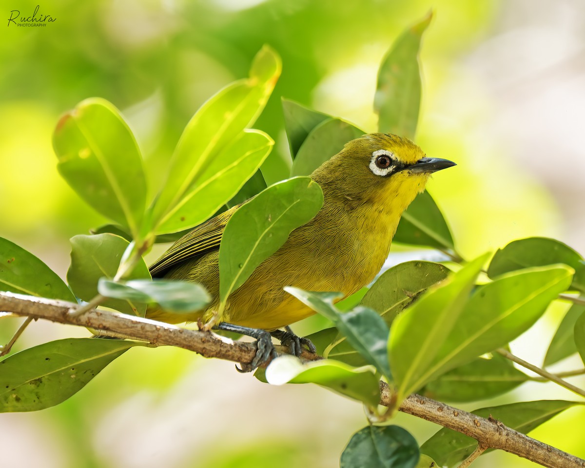 Northern Yellow White-eye - ML635503836