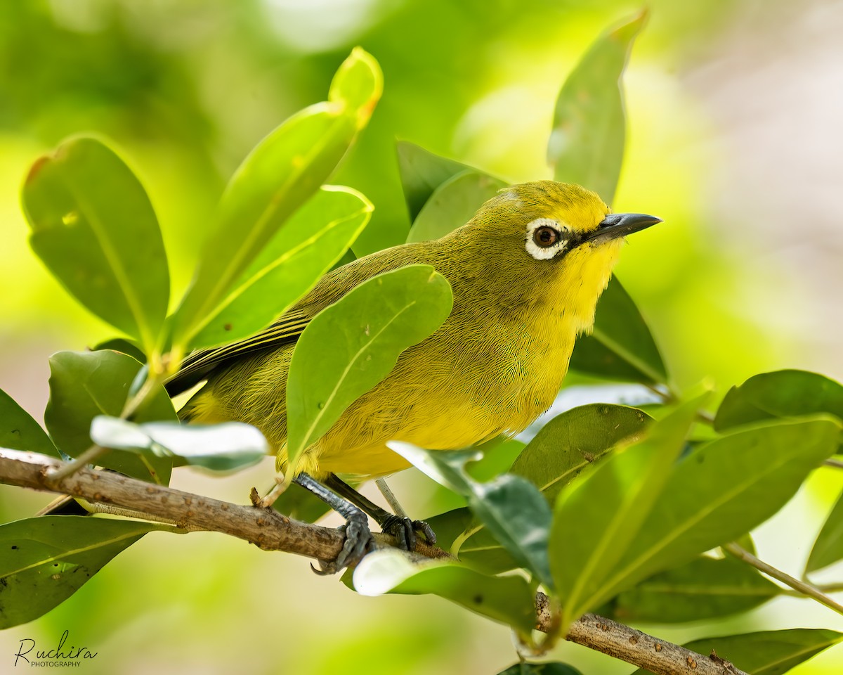 Northern Yellow White-eye - ML635503837