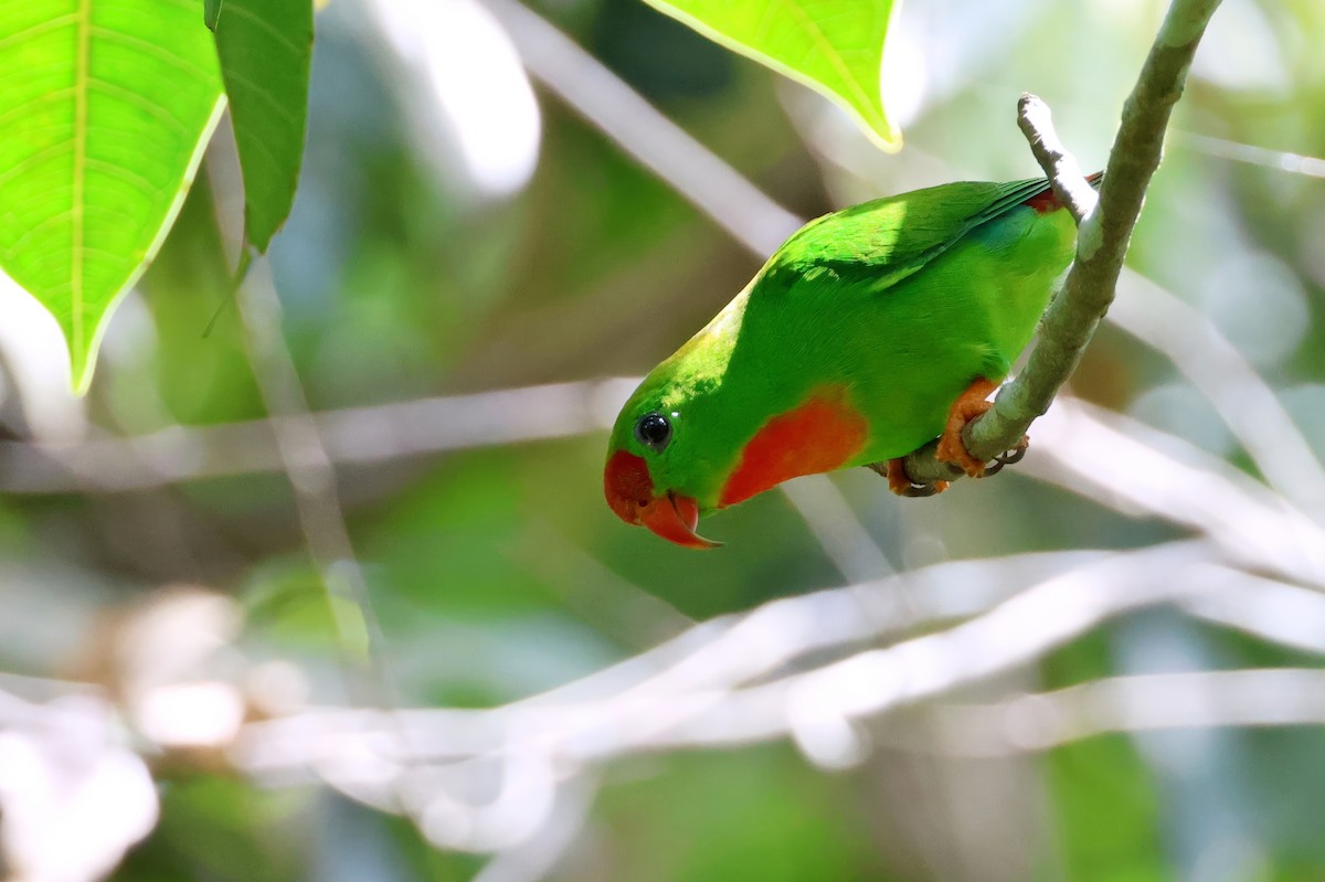 Philippine Hanging-Parrot - ML635503874
