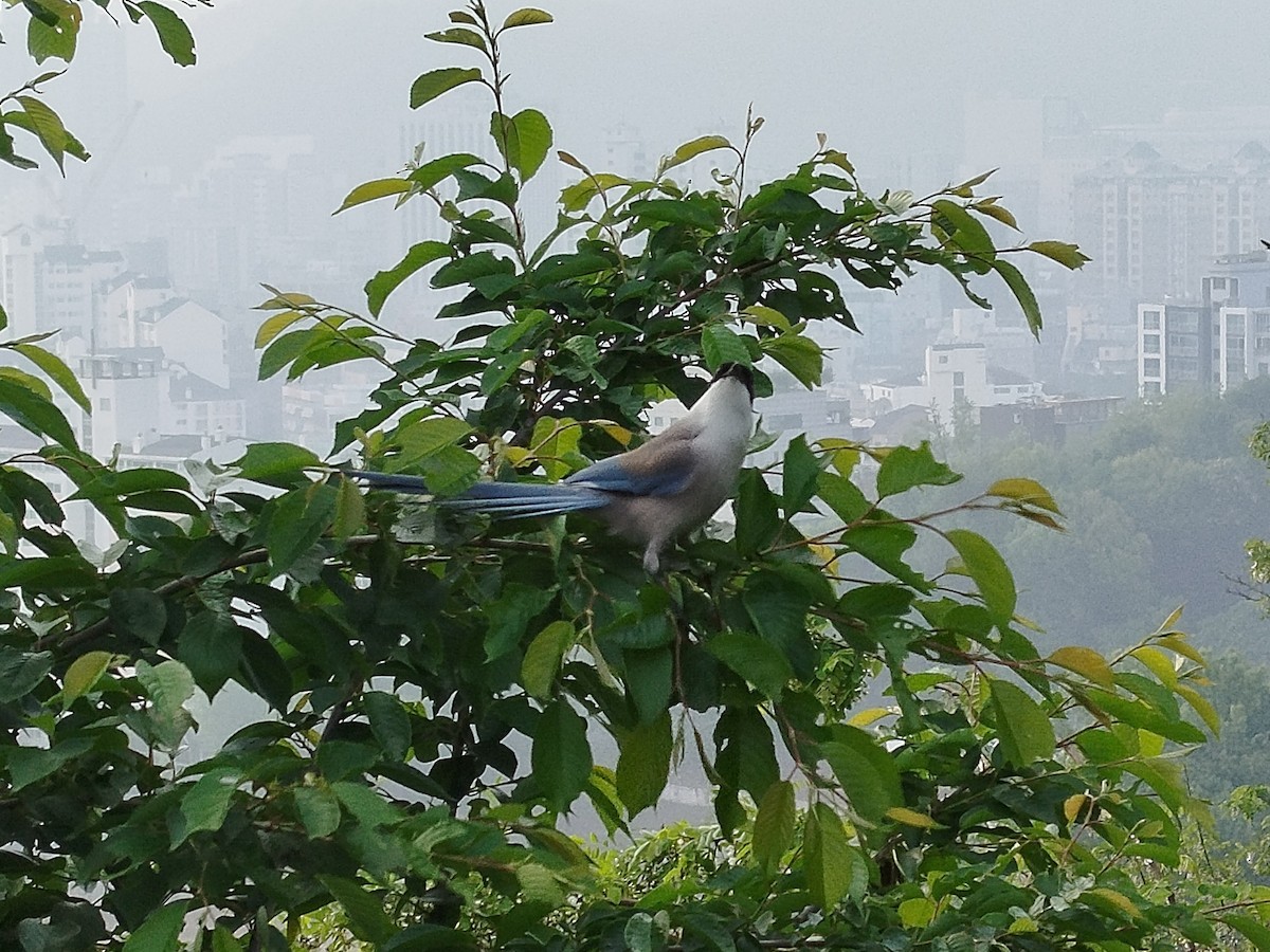 Azure-winged Magpie - ML635503895