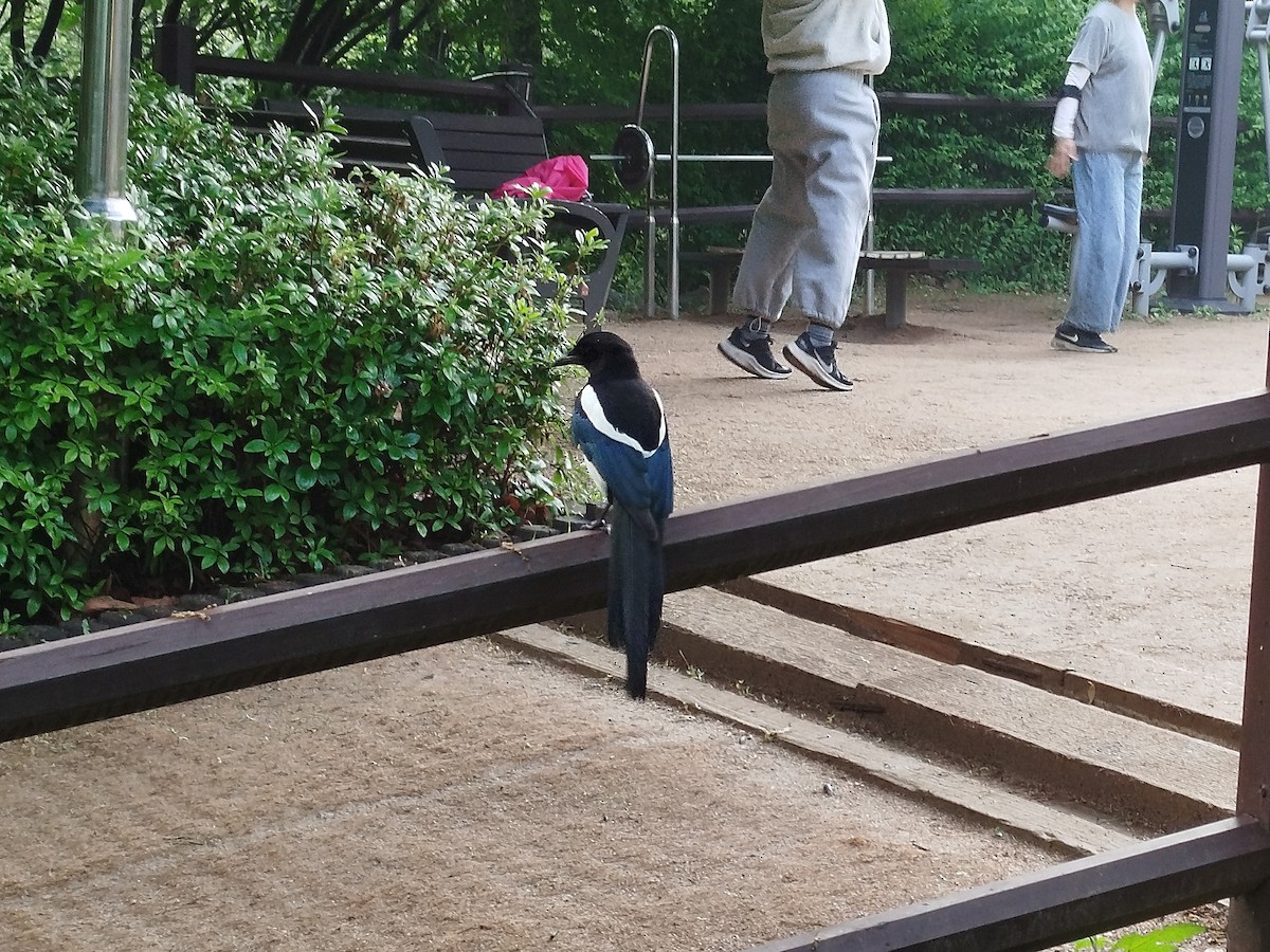 Oriental Magpie - ML635503913