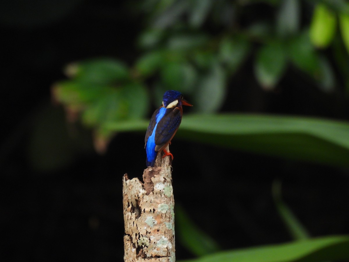 Blue-eared Kingfisher - ML635503950