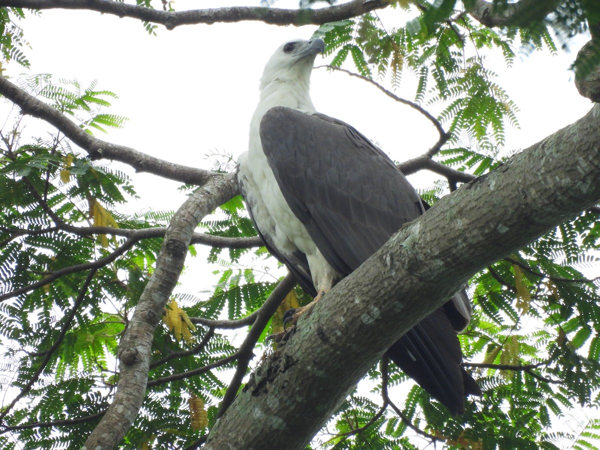 White-bellied Sea-Eagle - ML635503966