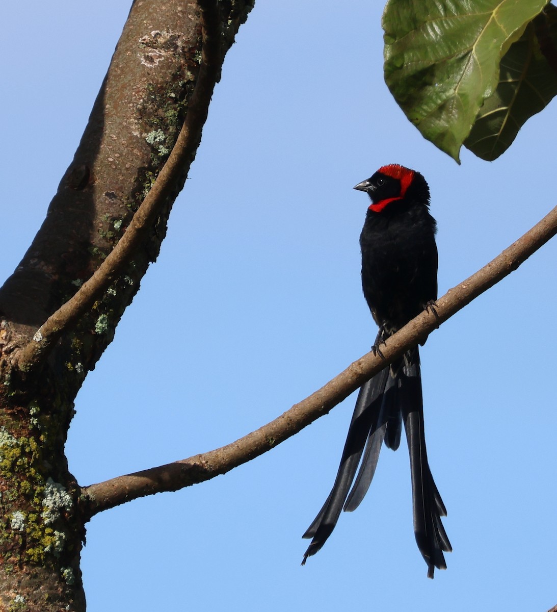 Red-cowled Widowbird - ML635503968