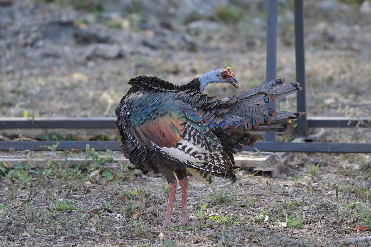 Ocellated Turkey - ML635503978