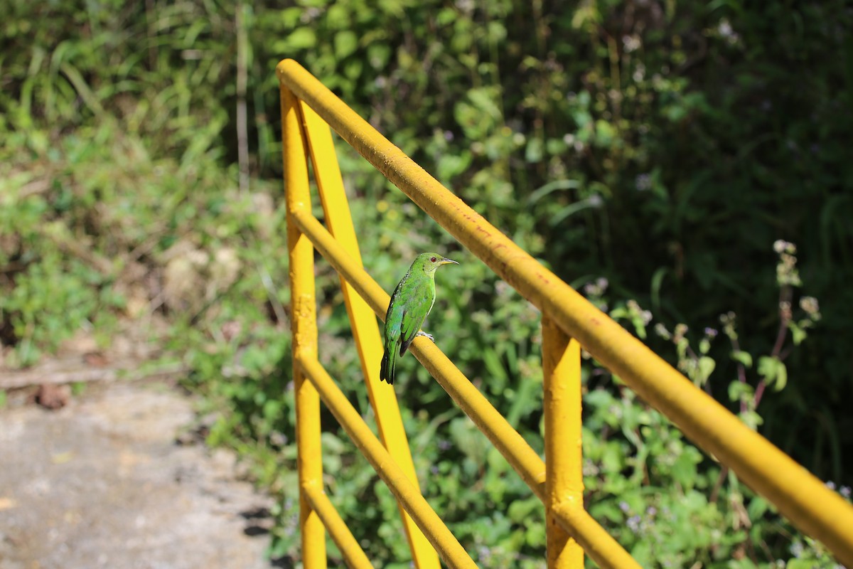 Green Honeycreeper - ML635504011