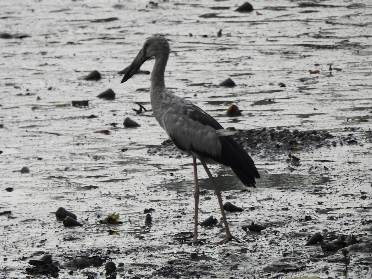 Asian Openbill - ML635504029