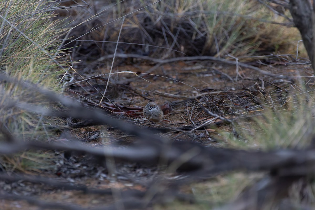 Striated Grasswren - ML635504072