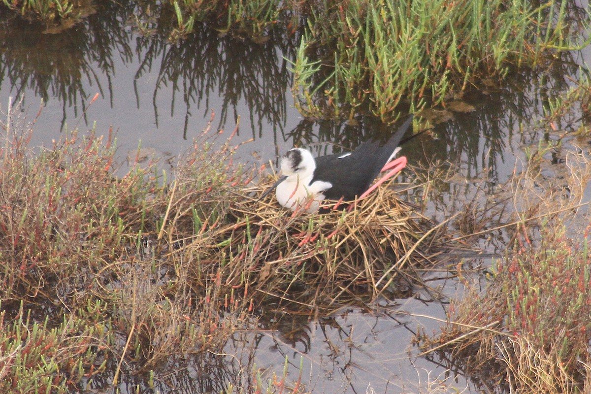 Black-winged Stilt - ML635504100