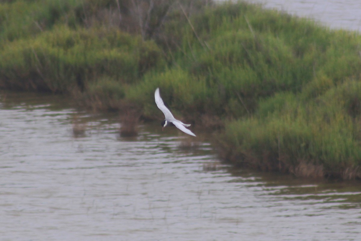 Whiskered Tern - ML635504107