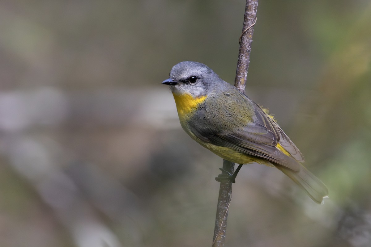 Eastern Yellow Robin - ML635504139