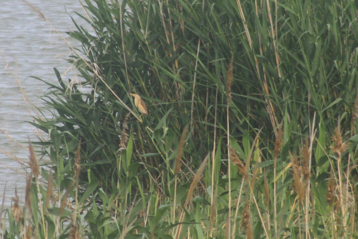 Little Bittern - ML635504140