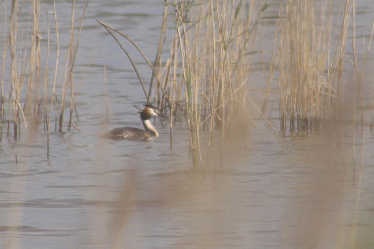 Great Crested Grebe - ML635504164