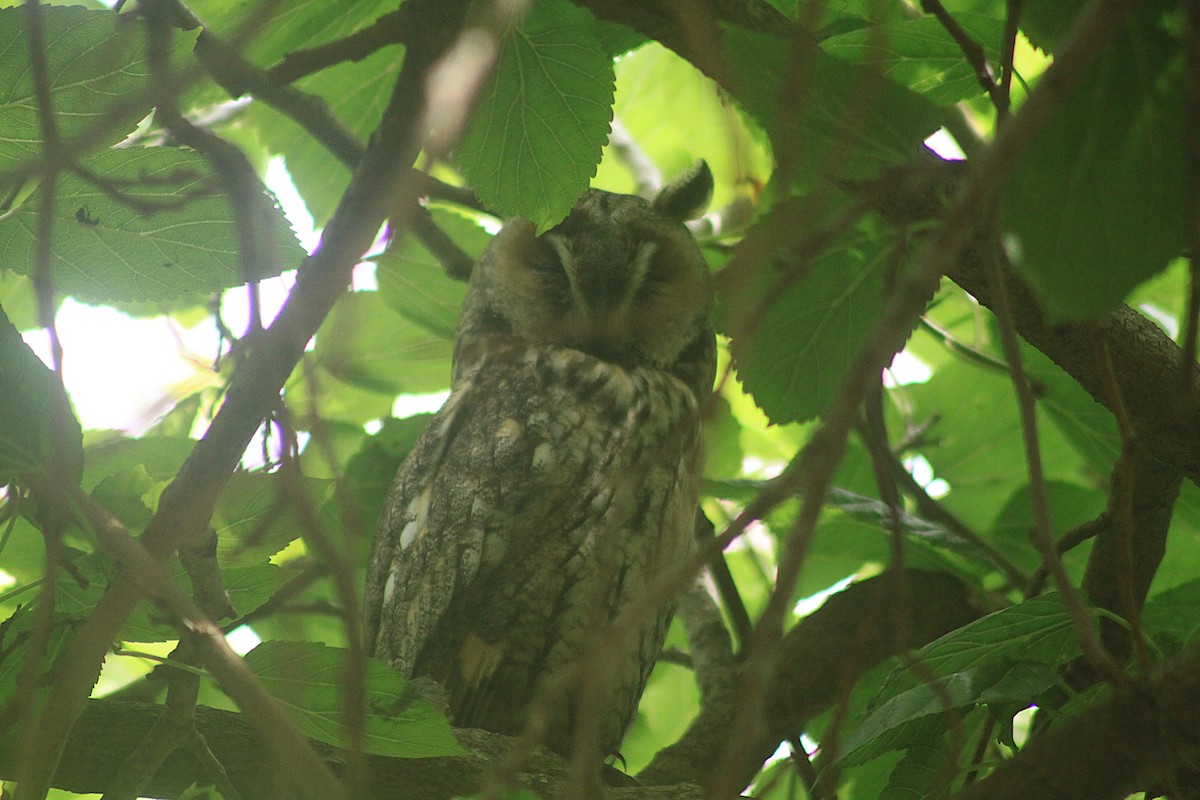 Long-eared Owl - ML635504196