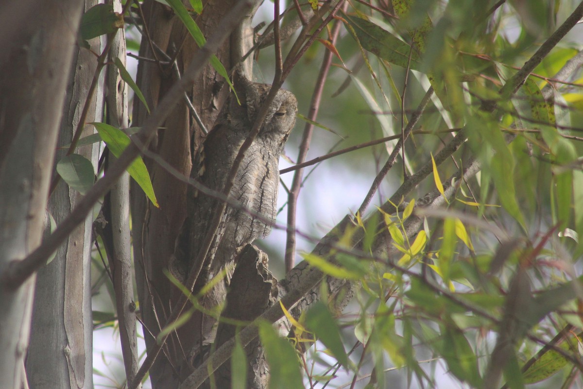 Eurasian Scops-Owl - ML635504218