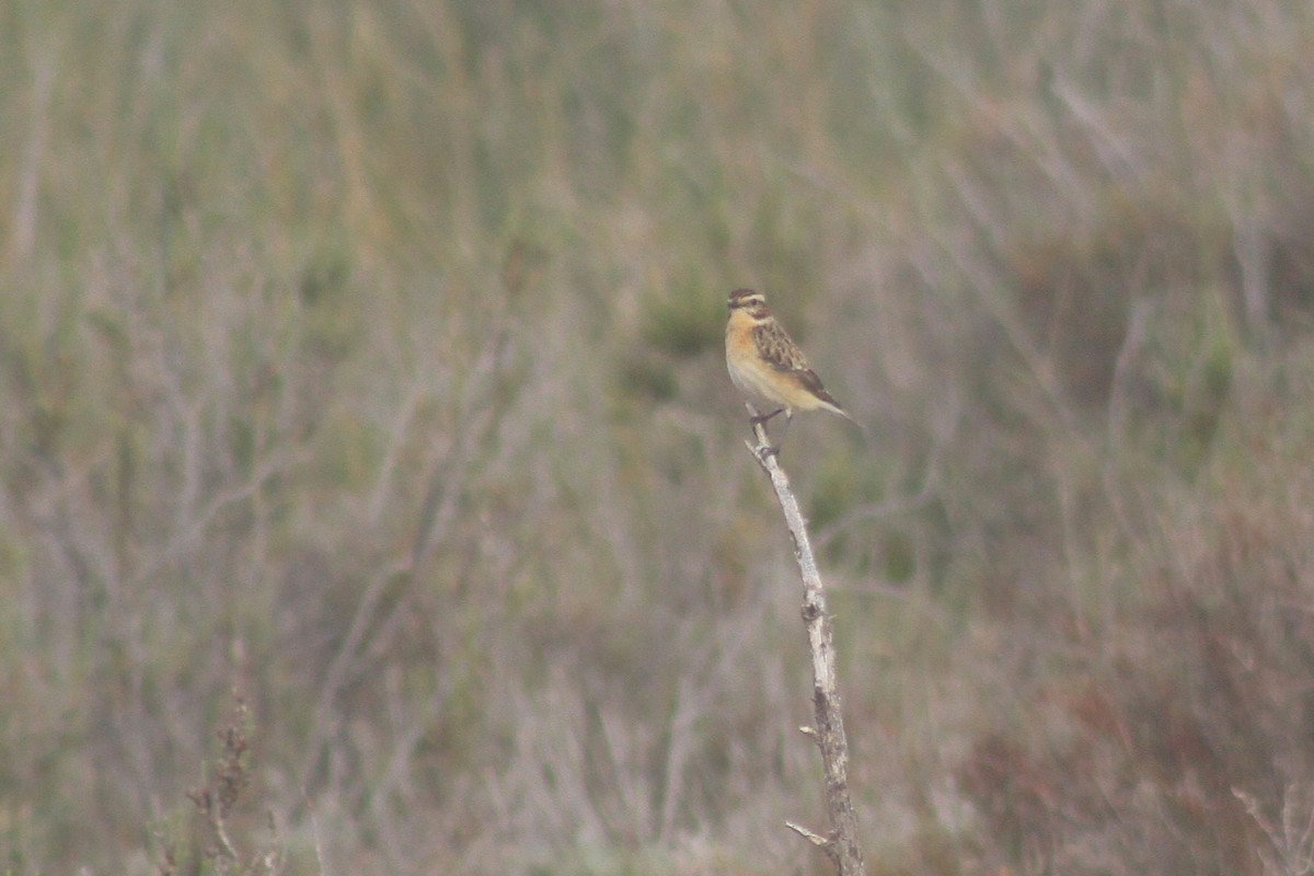 Whinchat - ML635504236