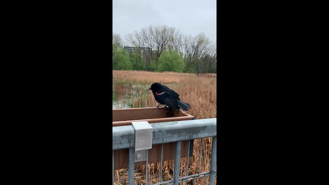 Red-winged Blackbird - ML635504239