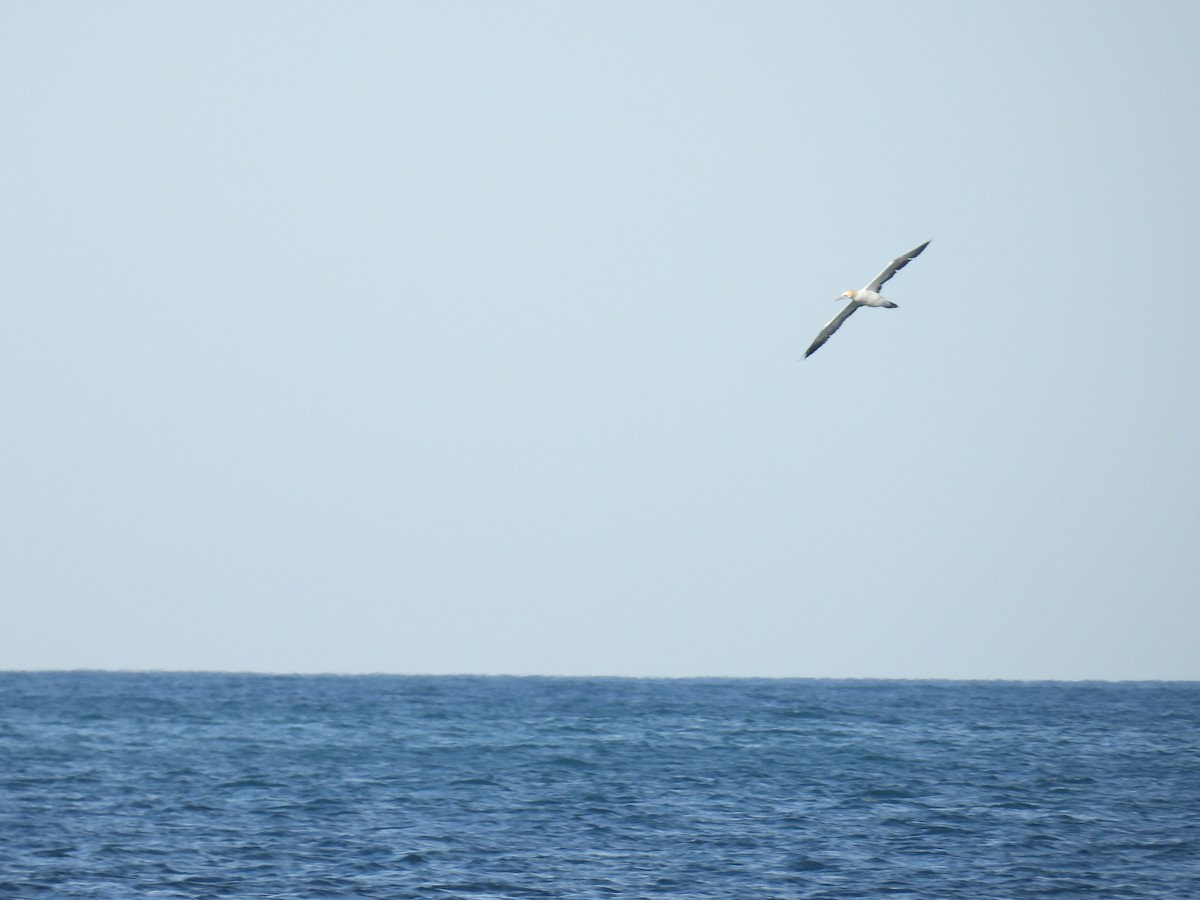 Australasian Gannet - ML635504266