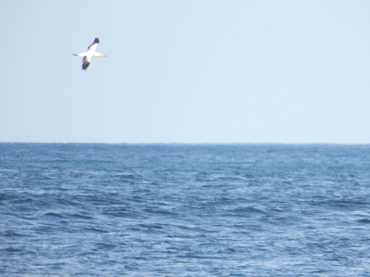 Australasian Gannet - ML635504267