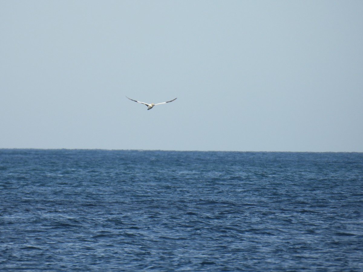 Australasian Gannet - ML635504268