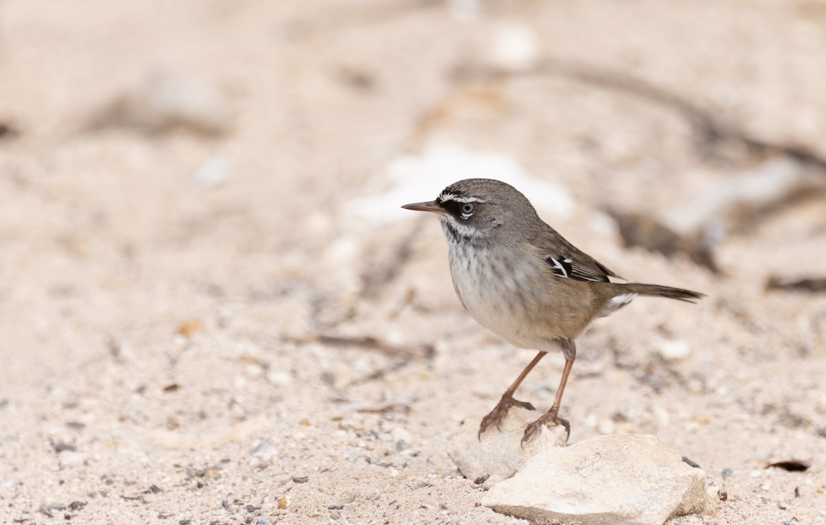 Spotted Scrubwren - ML635504285