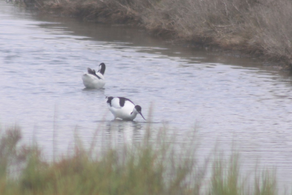 Pied Avocet - ML635504322