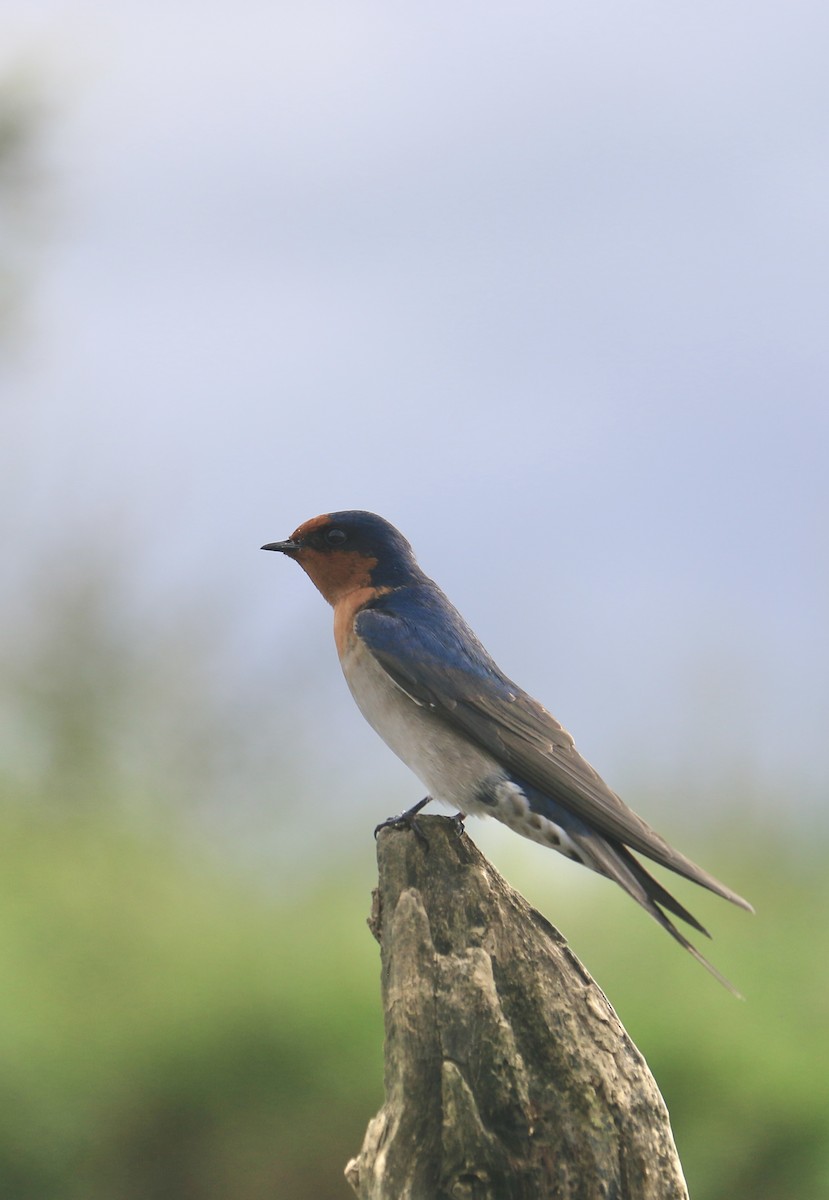 Welcome Swallow - ML635504501