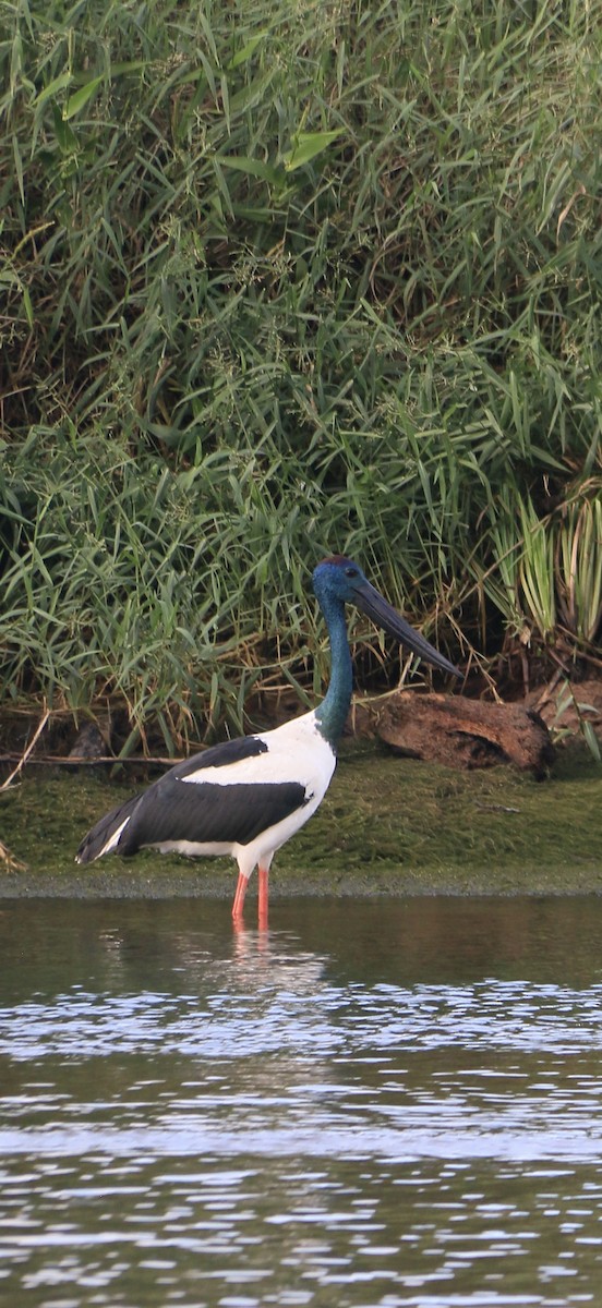 Black-necked Stork - ML635504518