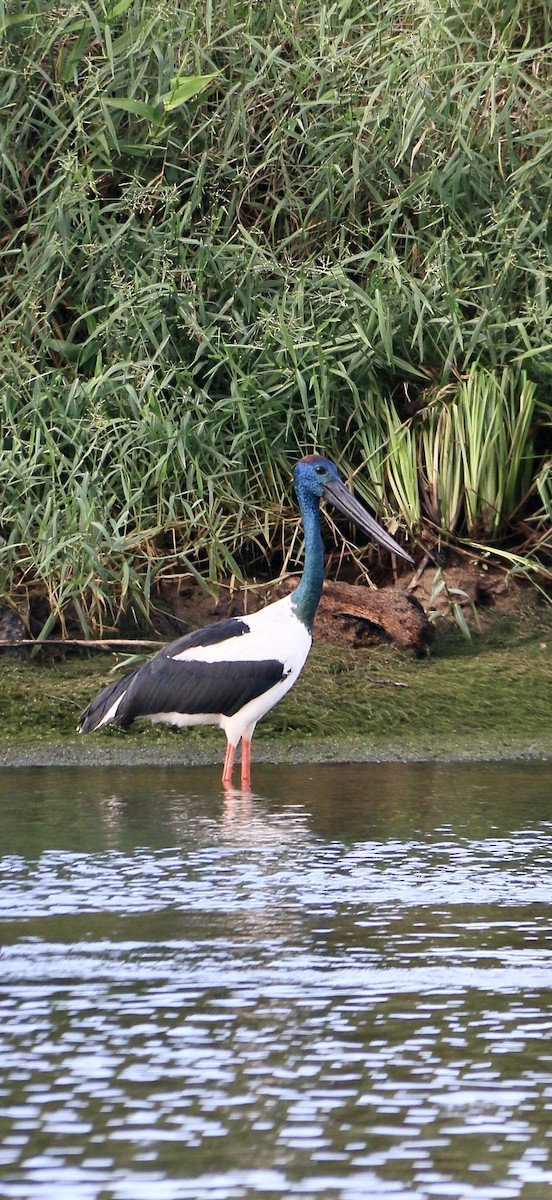 Black-necked Stork - ML635504520