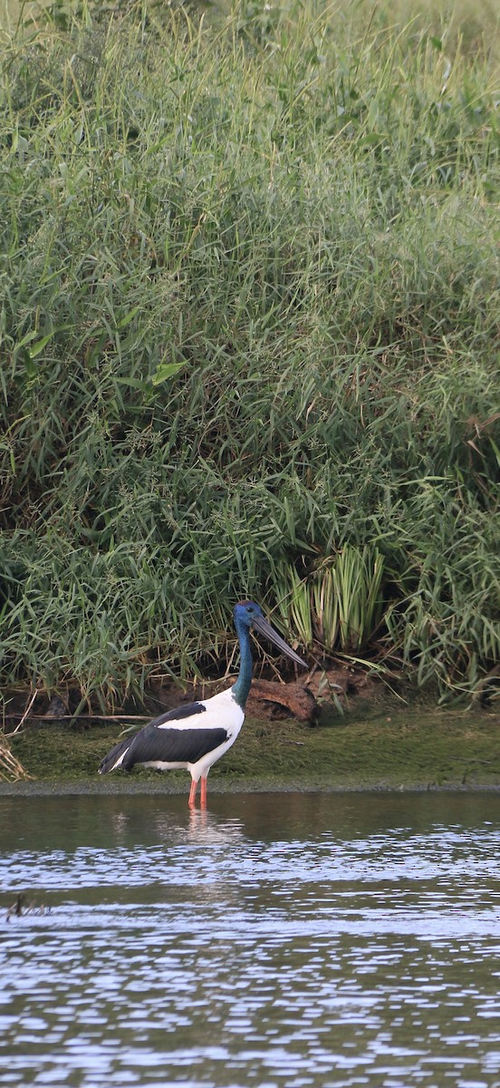 Black-necked Stork - ML635504521
