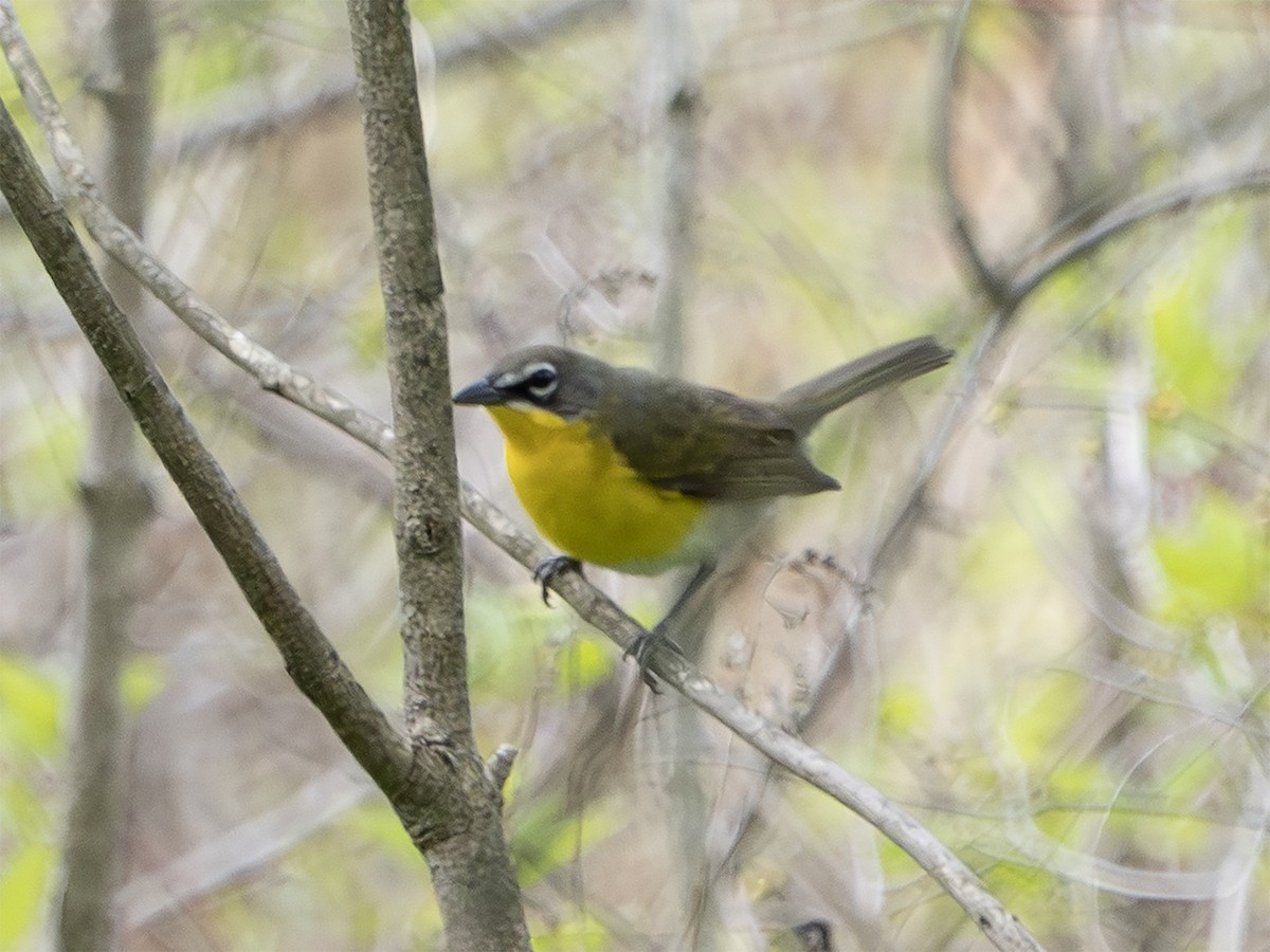 Yellow-breasted Chat - ML635504531