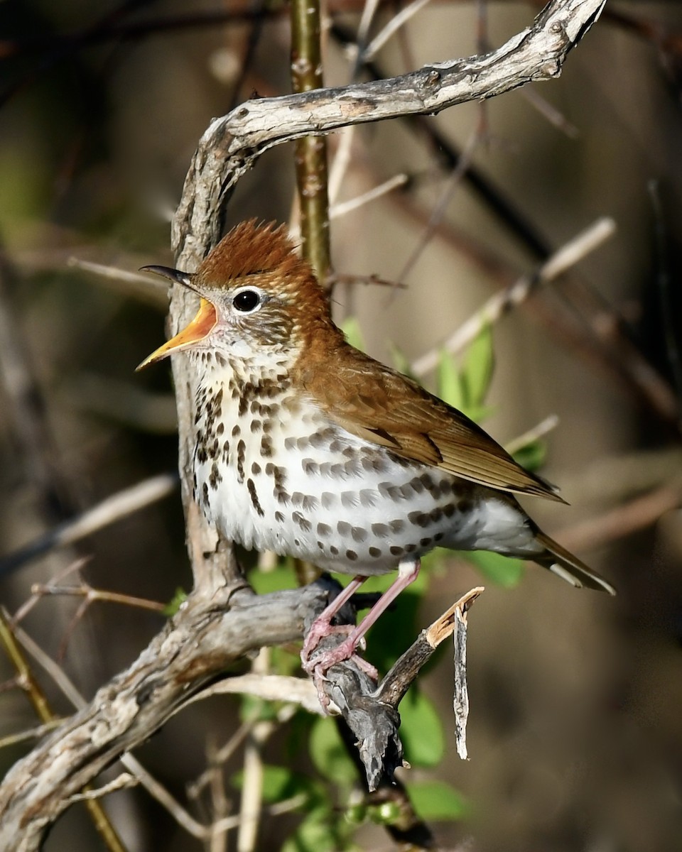 Wood Thrush - ML635504560