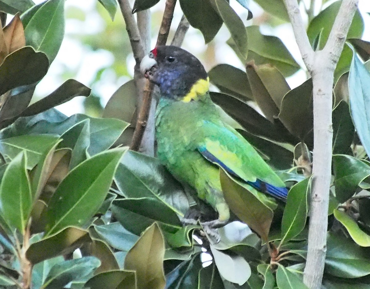 Australian Ringneck (Twenty-eight) - ML635504626