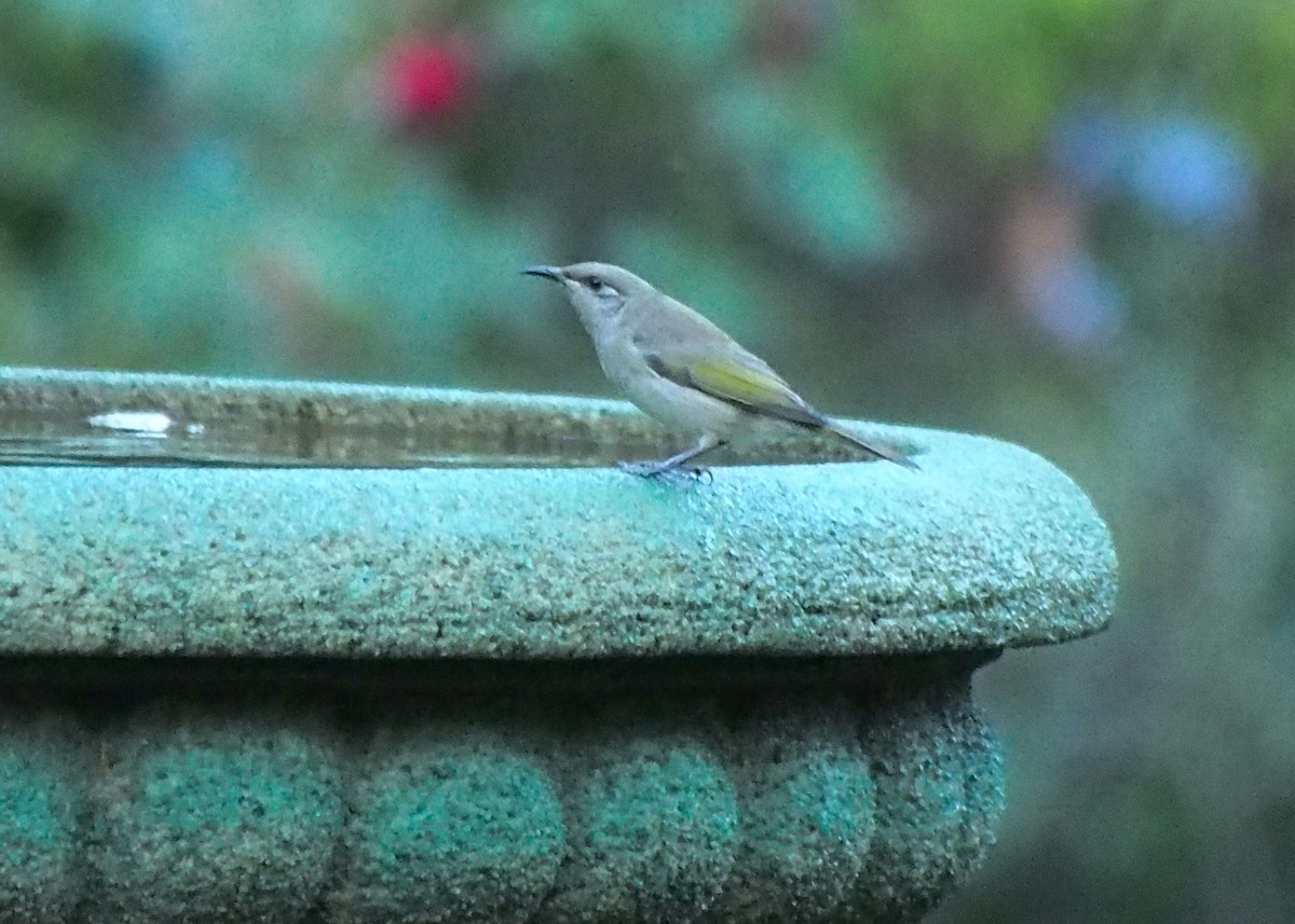 Brown Honeyeater - ML635504629