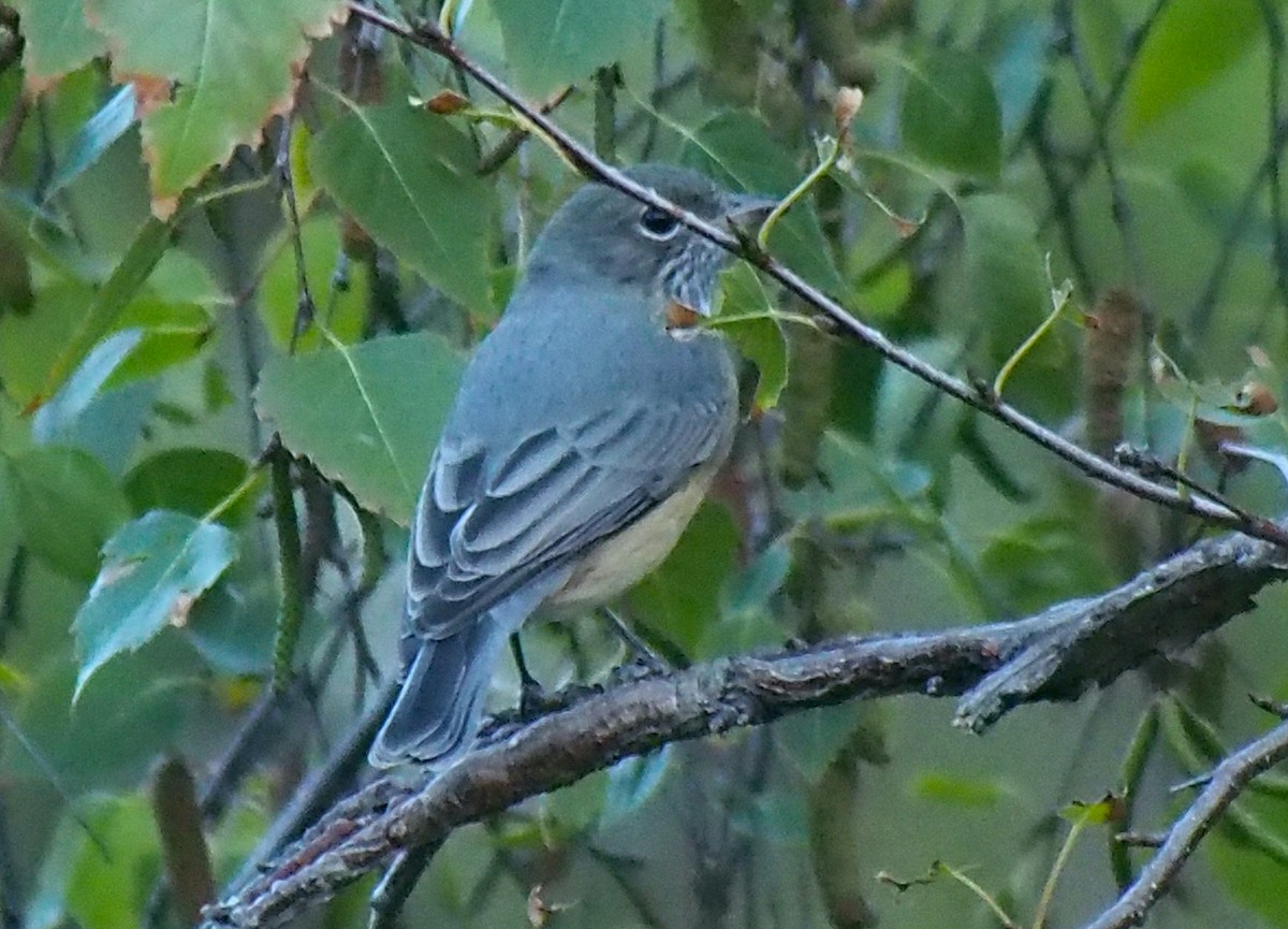 Rufous Whistler - ML635504632