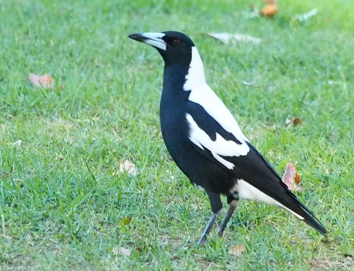 Australian Magpie (Western) - ML635504637