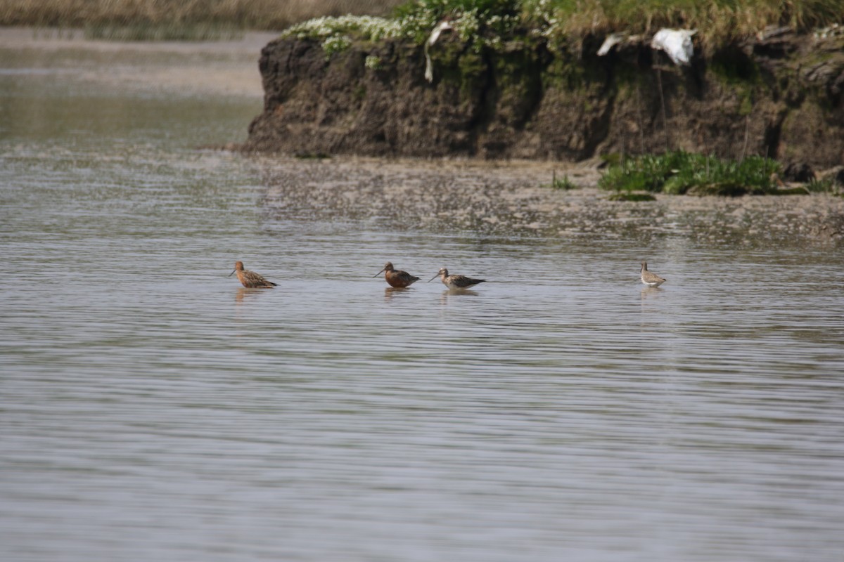 Bar-tailed Godwit - ML635504662
