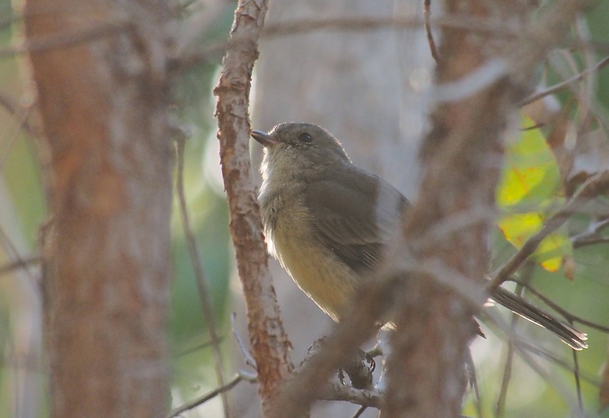 Golden Whistler (Western) - ML635504674