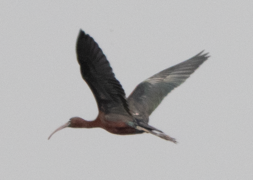 Glossy Ibis - ML635504713