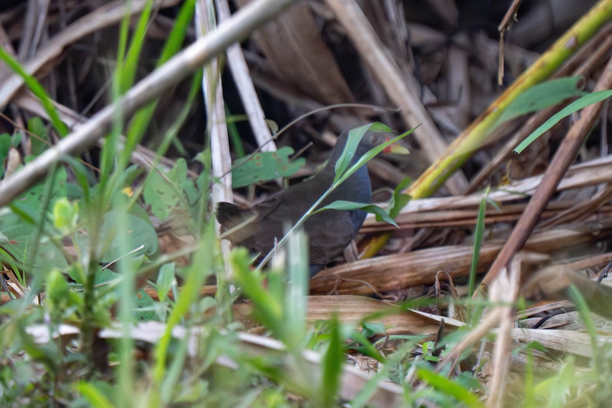 Paint-billed Crake - ML635504743