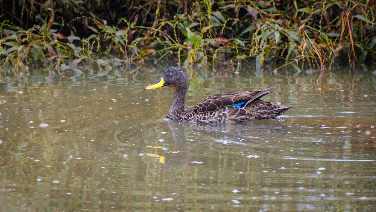 Yellow-billed Duck - ML635504784