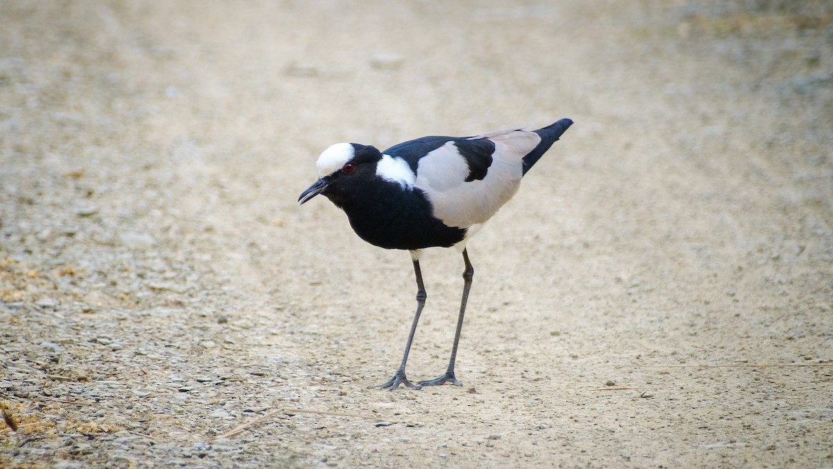 Blacksmith Lapwing - ML635504786