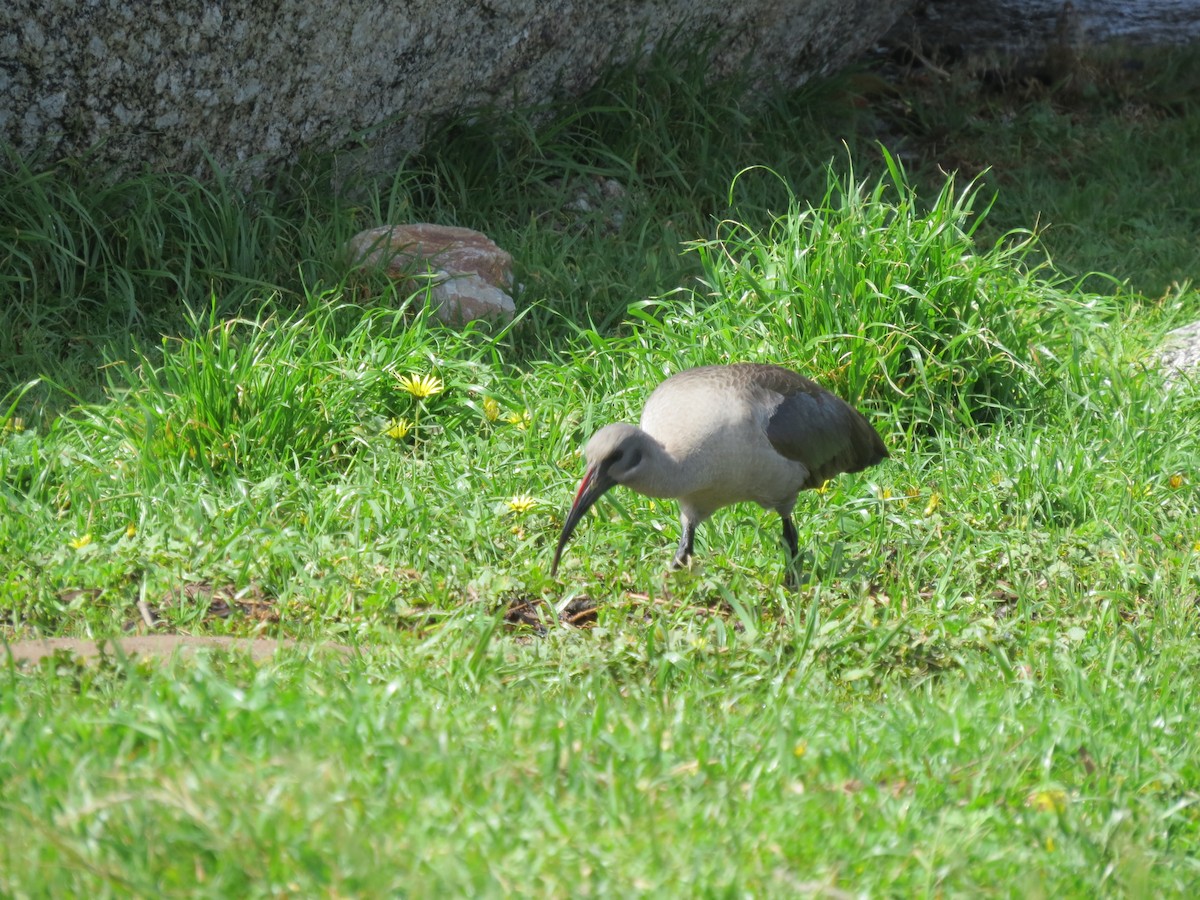 Hadada Ibis - ML635504895