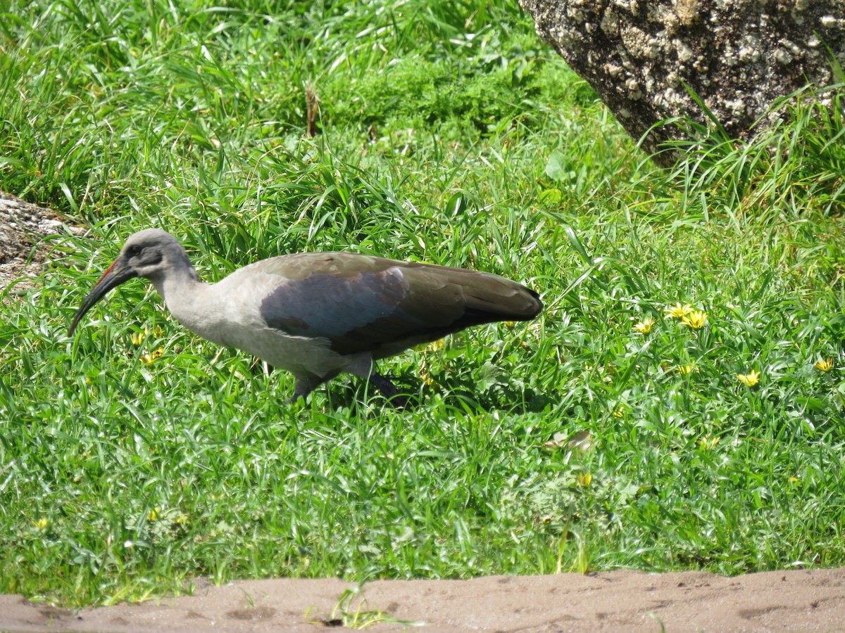 Hadada Ibis - ML635504896
