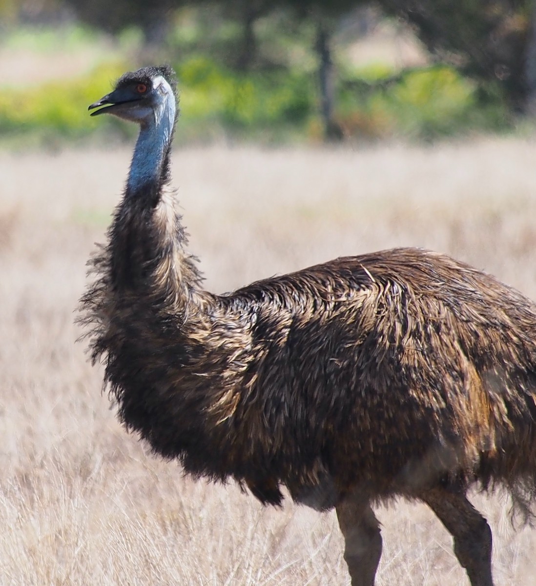 Emu - ML635505078