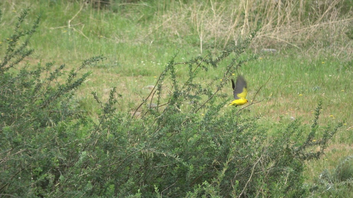Indian Golden Oriole - ML635505101