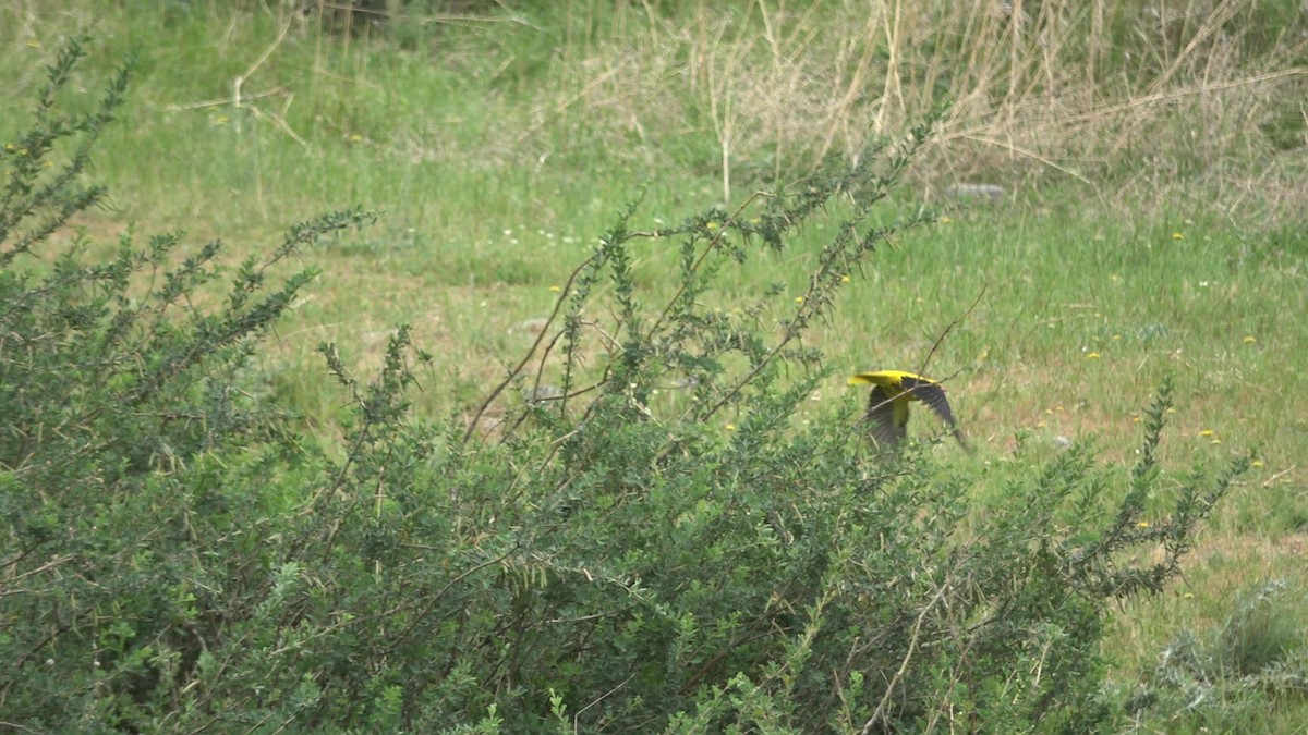 Indian Golden Oriole - ML635505102